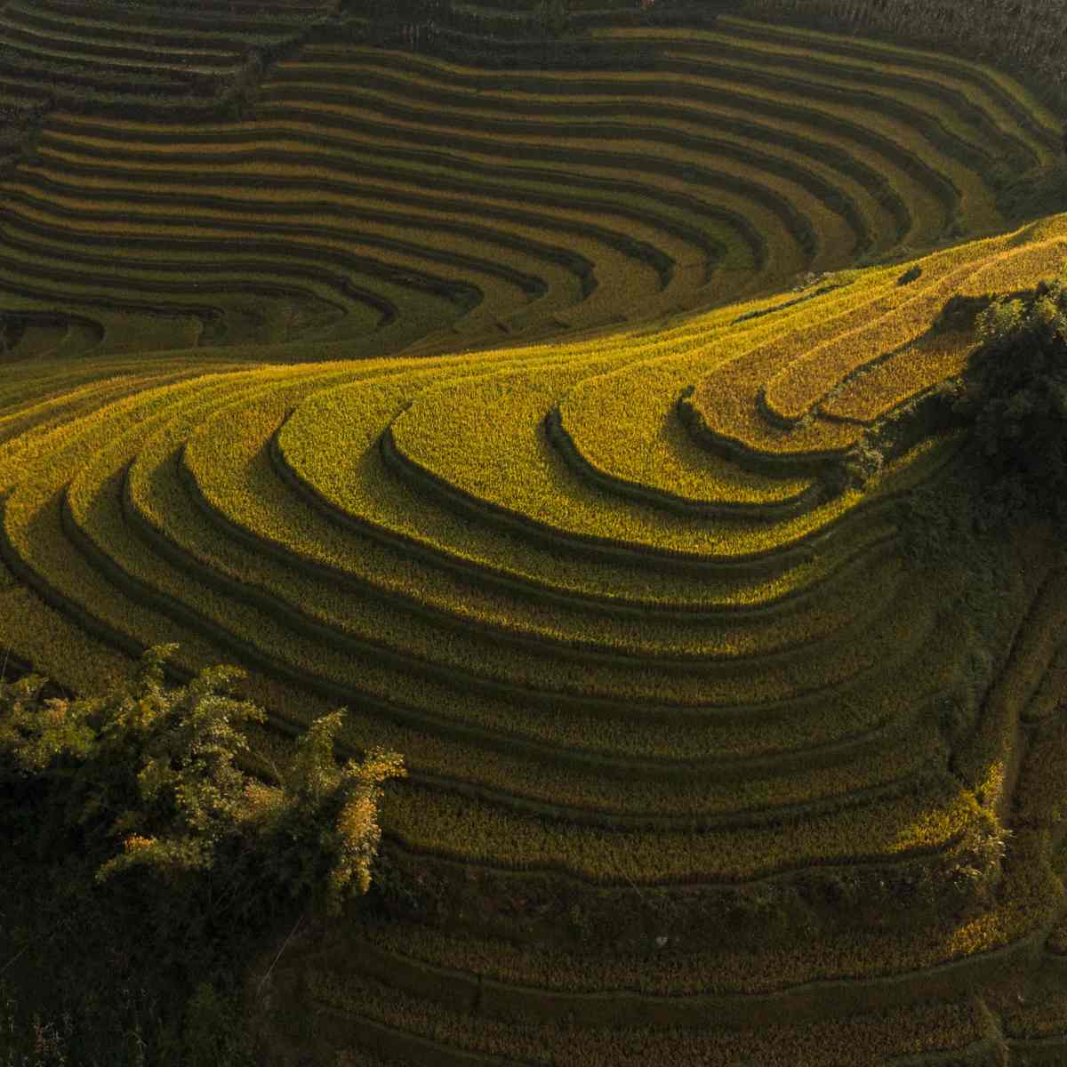 Travel destination Vietnam: beautiful rice fields and peaceful lakes.