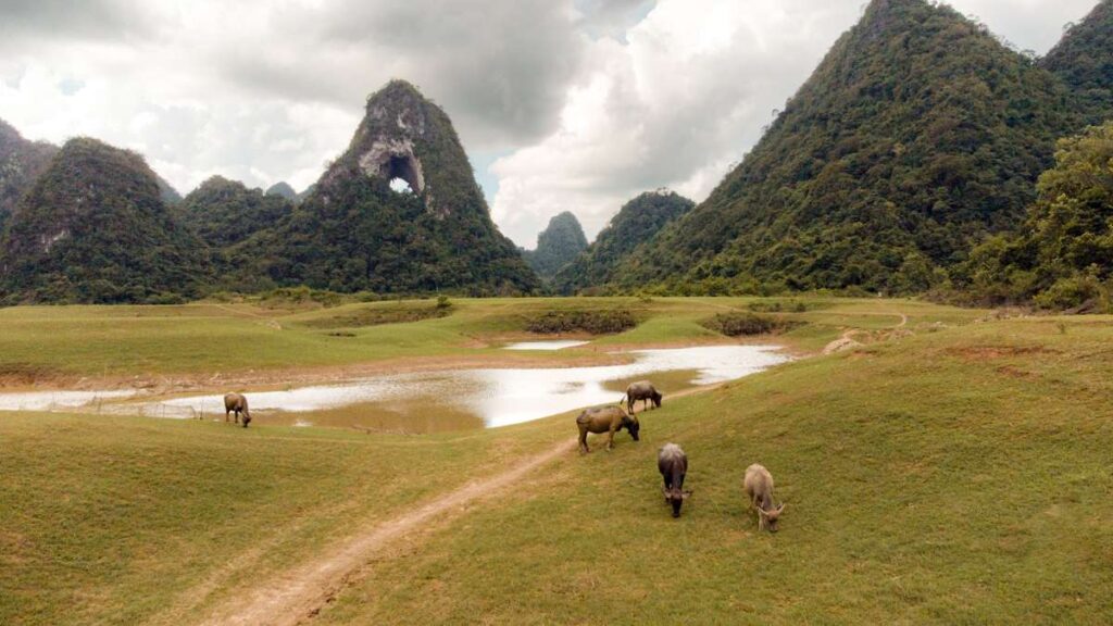 Nui Thung Mountain, Lake, and Cows, Cao Bang, Vietnam