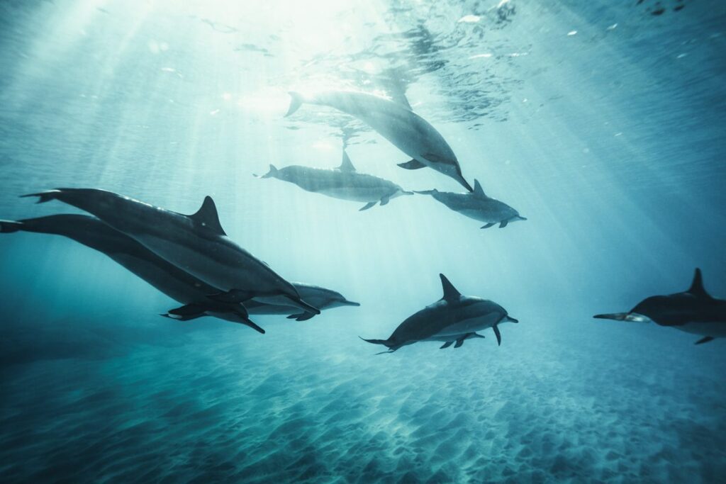 Local Island Dolphins, Maldives