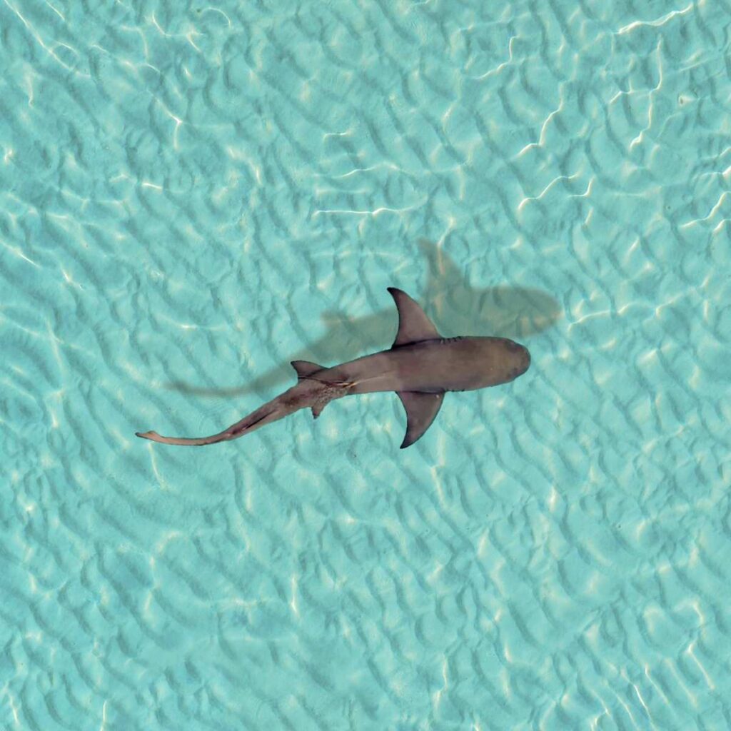 maldives thumbnail shark