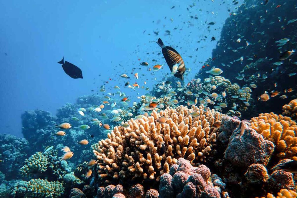 Ukulhas House Reef