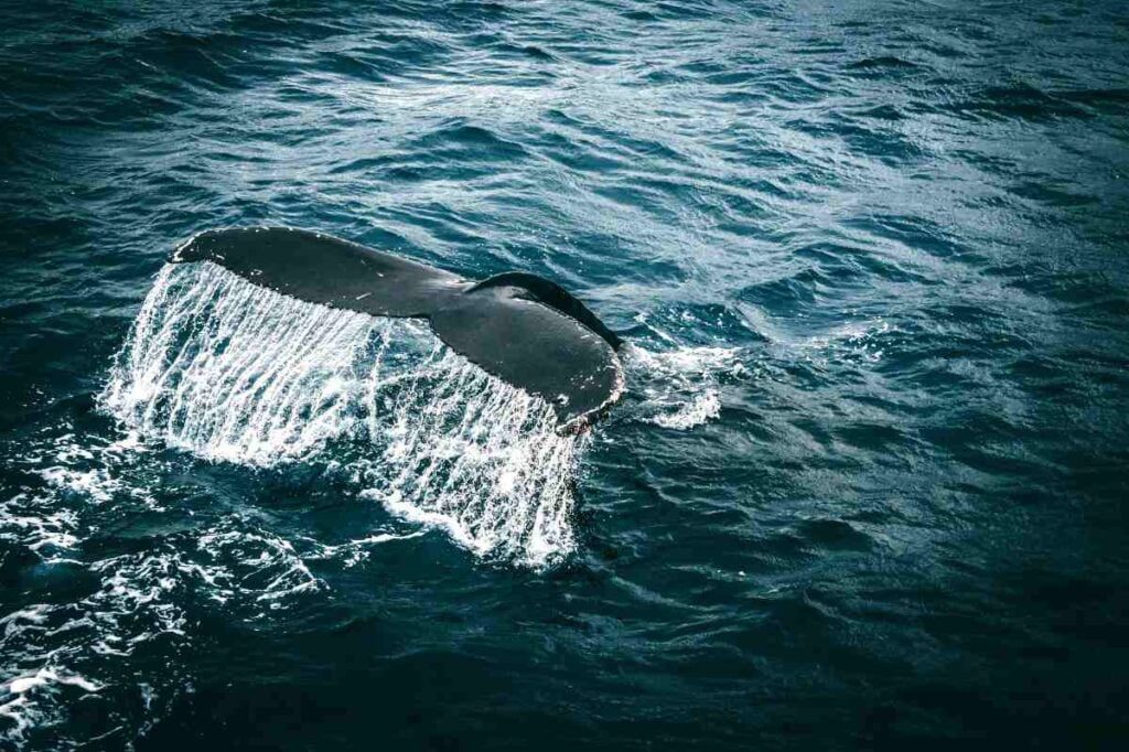 Whale Fin in Mirissa, Sri Lanka