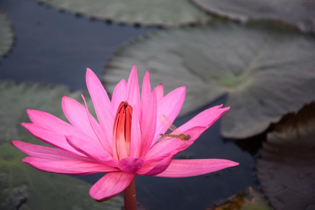 Pink Lotus Flowers on Red Lotus Lake
