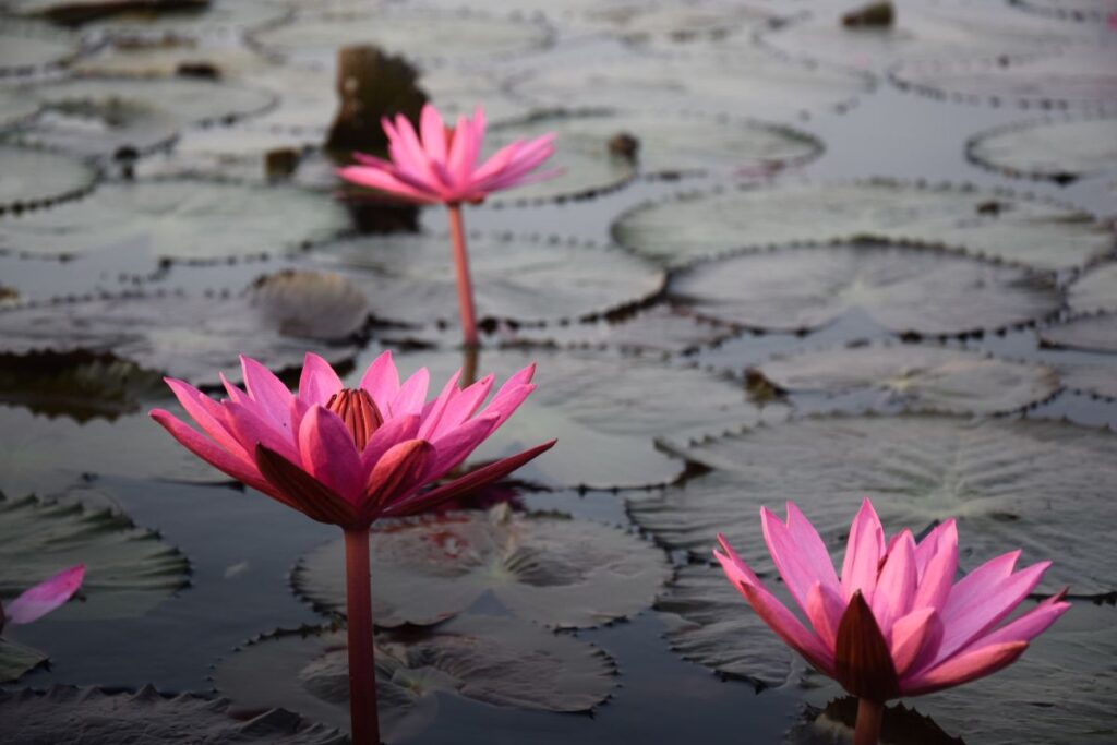 Pink Lotus Blooms, Red Lotus Lake