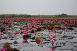 Red Lotus Lake with thousands of blooming pink flowers in Thailand