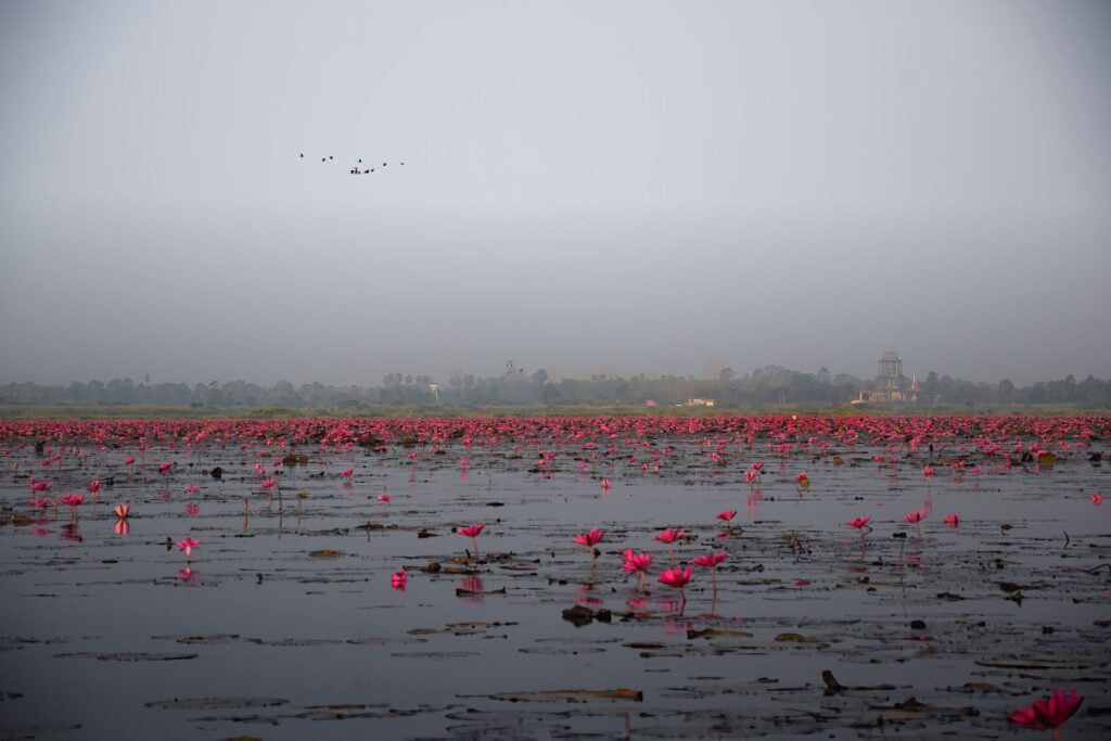 Thailand's Red Lotus Lake