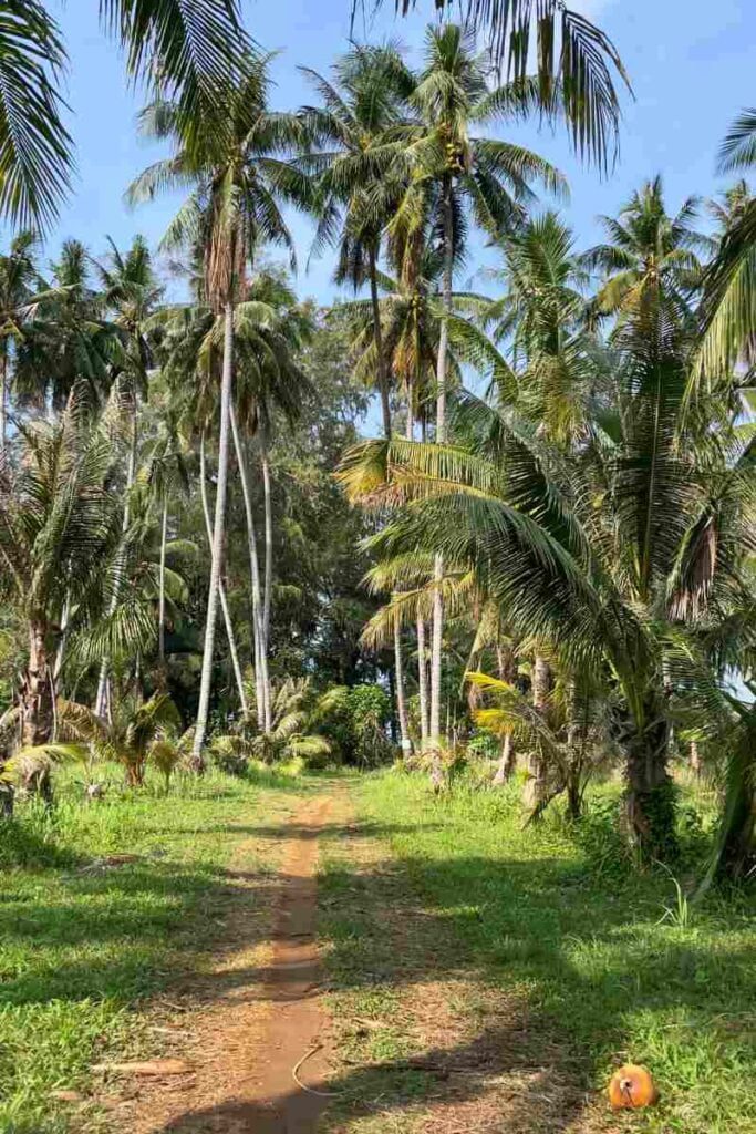 Koh Mak jungle path