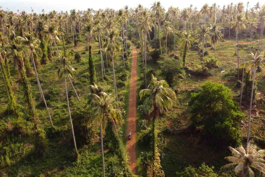Koh Mak palm-lined street