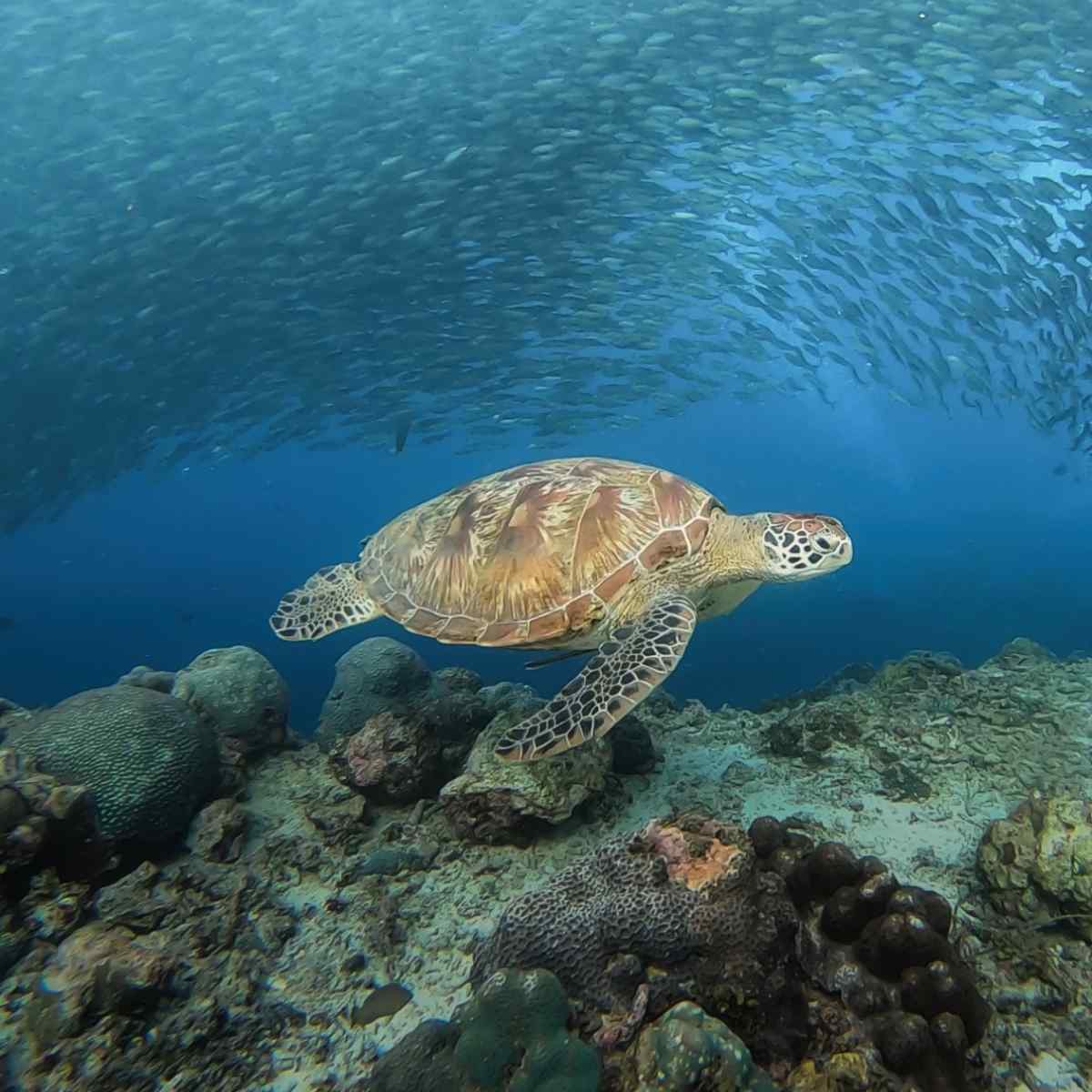 Sea turtle swimming in clear waters in the Philippines