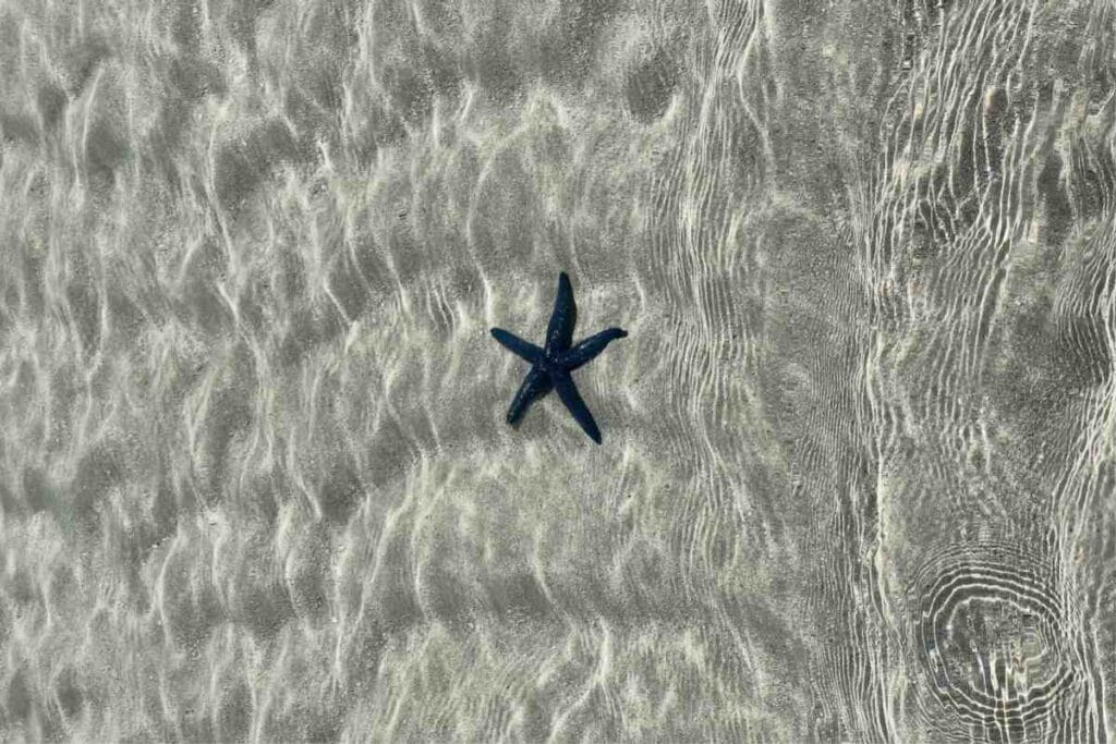 Seastar on the shore of Nain Island