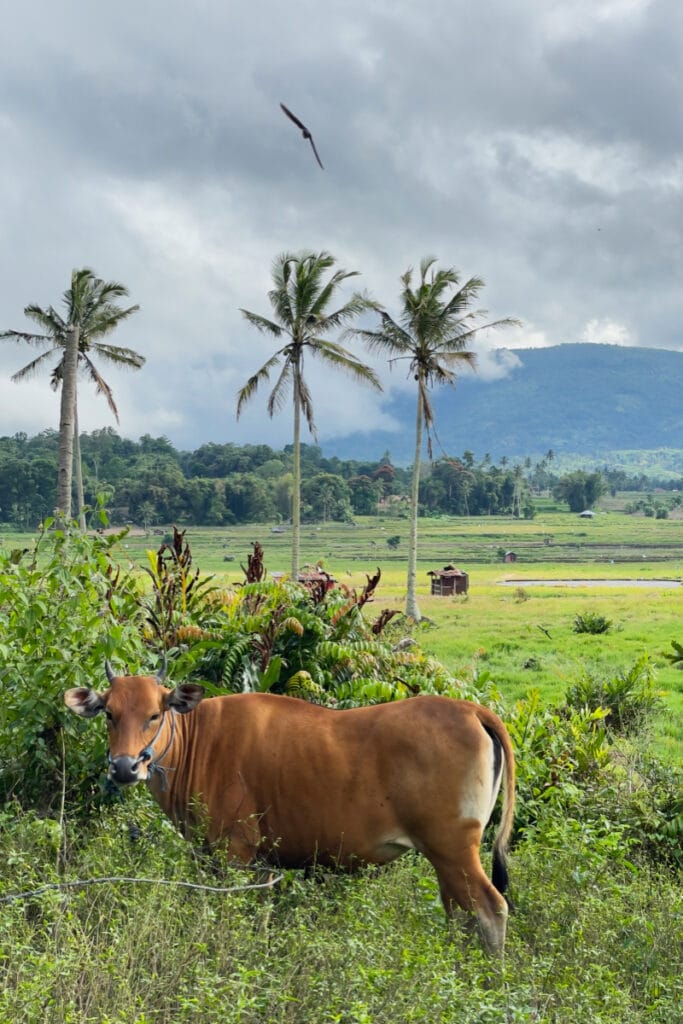 Cow and bird by Ranolewo Hot Springs with palm trees in Sulawesi